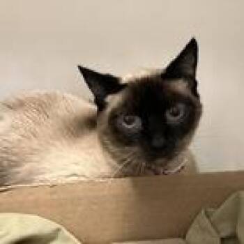 Nadia -  Siamese Cat for Adoption in Hilliard, Ohio - Nadia | PetCurious