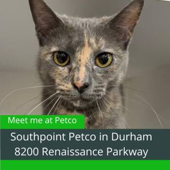 Domestic Short Hair Cats Available for Adoption - Towhee | PetCurious