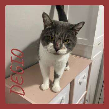 Rescue Tabby Cats for Adoption in Lawton, Oklahoma - DEGIO | PetCurious