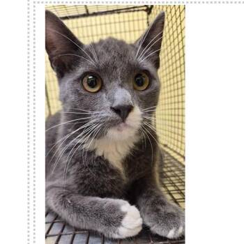Angus -  Domestic Short Hair Cat for Adoption in New York, New York - Angus | PetCurious