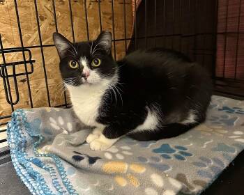 Domestic Short Hair Cats Available for Adoption - Penny | PetCurious
