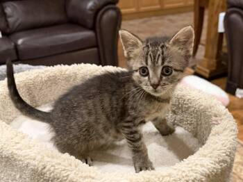 Jacob bonded with Alice -  Tabby Cat for Adoption in Hamilton, Ontario - Jacob Bonded With Alice | PetCurious