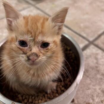Alder -  Domestic Short Hair Cat for Adoption in New York, New York - Alder | PetCurious