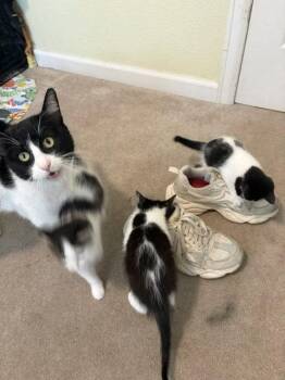 Elenor -  Domestic Short Hair Cat for Adoption in Denver, Colorado - Elenor | PetCurious