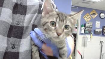 HERMES -  Domestic Short Hair Cat for Adoption in Omaha, Nebraska - HERMES | PetCurious