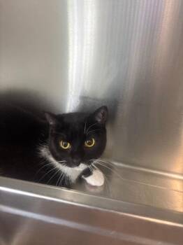 Lily 2.0 -  Domestic Medium Hair Cat for Adoption in Cumberland, Maine - Lily 2.0 | PetCurious