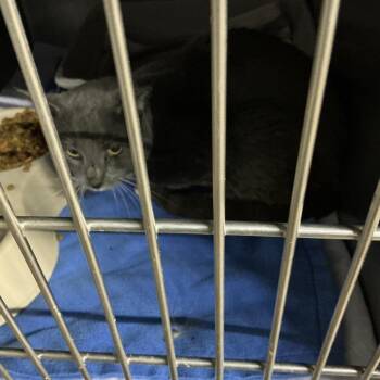 Domestic Short Hair Cats Available for Adoption - Mister | PetCurious