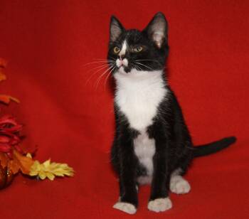 Rescue Tuxedo and Domestic Short Hair Cats for Adoption in Marietta, Ohio - Blackfire (Silky