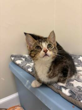 Aioli -  Domestic Short Hair Cat for Adoption in Fall River, Massachusetts - Aioli | PetCurious