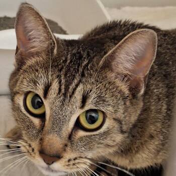 Eve -  Domestic Short Hair Cat for Adoption in Zanesville, Ohio - Eve | PetCurious