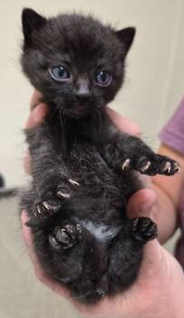Count Chocula -  Domestic Short Hair Cat for Adoption in Christiansburg, Virginia - Count Chocula | PetCurious