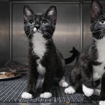 Tuxedo Cats Available for Adoption - Percy | PetCurious