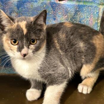 Domestic Short Hair Cats Available for Adoption - Sakura | PetCurious