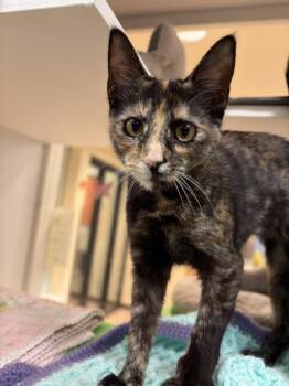 Snapdragon (bonded with Iris) -  Domestic Short Hair Cat for Adoption in Oakland, California - Snapdragon (bonded With Iris) | PetCurious