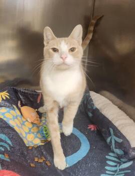 Rescue Domestic Short Hair Cats for Adoption in Clayton, New Jersey - Hazel | PetCurious