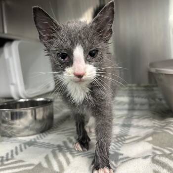 Alex -  Domestic Short Hair Cat for Adoption in Manhattan, Kansas - Alex | PetCurious