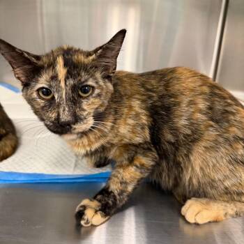 Macaroon -  Domestic Short Hair Cat for Adoption in Greensboro, North Carolina - Macaroon | PetCurious