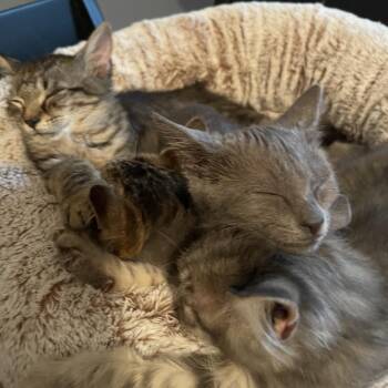 Geddy Lee -  Domestic Short Hair Cat for Adoption in Durham, North Carolina - Geddy Lee | PetCurious