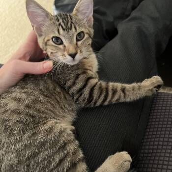 Nova -  Domestic Short Hair Cat for Adoption in Renton, Washington - Nova | PetCurious