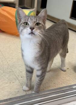 Jazz -  Tabby and Domestic Short Hair Cat for Adoption in Dublin, Ohio - Jazz | PetCurious