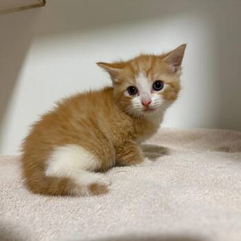 Waffles -  Domestic Short Hair Cat for Adoption in Cabot, Arkansas - Waffles | PetCurious