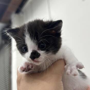 BOBBI -  Domestic Short Hair Cat for Adoption in Richmond, California - BOBBI | PetCurious