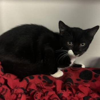 Patches -  Domestic Short Hair Cat for Adoption in Sarasota, Florida - Patches | PetCurious