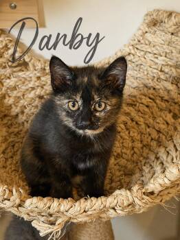Darby -  Domestic Short Hair Cat for Adoption in Seven Valleys, Pennsylvania - Darby | PetCurious