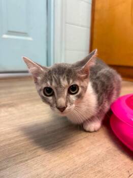 Ringo -  Domestic Short Hair Cat for Adoption in Wilmington, North Carolina - Ringo | PetCurious