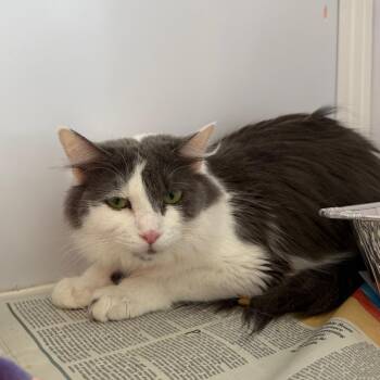 Silvie -  Domestic Long Hair Cat for Adoption in Chicago, Illinois - Silvie | PetCurious