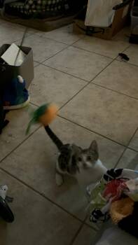 Rescue American Shorthair Cats for Adoption in Maitland, Florida - Rhodey | PetCurious