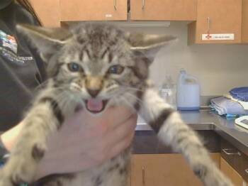 Domestic Short Hair Cats Available for Adoption in Sacramento, California - SAMANTHA | PetCurious