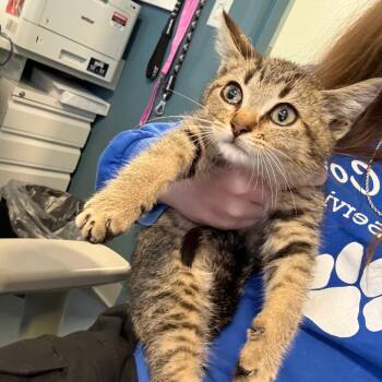 Turkey Leg -  Domestic Short Hair Cat Available for Adoption in Greensboro, North Carolina - Turkey Leg | PetCurious