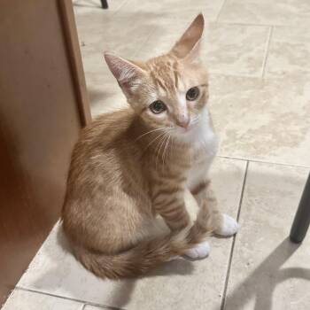 Christopher Robin -  Domestic Short Hair Cat for Adoption in Richmond, Virginia - Christopher Robin | PetCurious