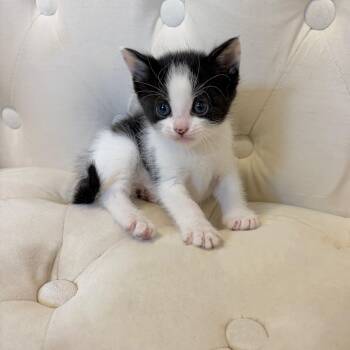 Domestic Short Hair and Tuxedo Cats Available for Adoption in Mastic, New York - Dot | PetCurious