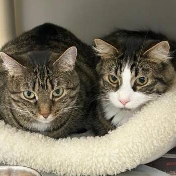 Domestic Short Hair and Tiger Cats Available for Adoption in Batavia, New York - Mia And Leo | PetCurious