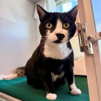 Domestic Short Hair Cats Available for Adoption in Leesburg, Virginia - INGRID | PetCurious
