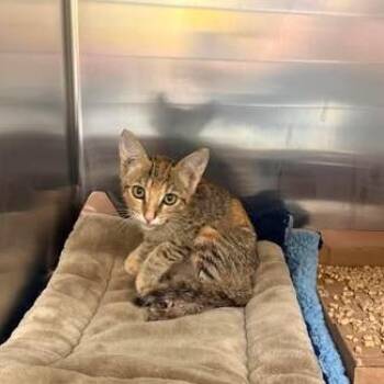 Penny 26-07-054 -  Domestic Short Hair Cat for Adoption in Bastrop, Texas - Penny 26-07-054 | PetCurious