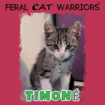 Timone -  Domestic Short Hair Cat for Adoption in Kingman, Arizona - Timone | PetCurious