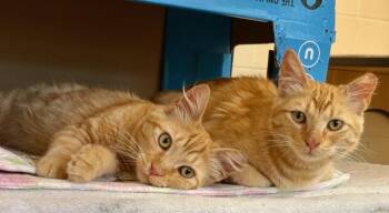 Gemini - Gem -  Domestic Medium Hair Cat for Adoption in Palo Alto, California - Gemini - Gem | PetCurious