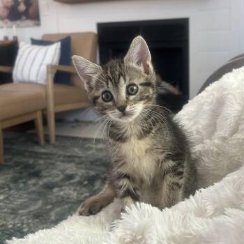 Libby Van Byssum -  Domestic Short Hair Cat for Adoption in Morrison, Colorado - Libby Van Byssum | PetCurious