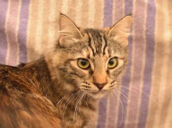 Domestic Medium Hair Cats Available for Adoption in Portland, Oregon - Rumi | PetCurious