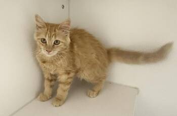 Sorbet -  Domestic Medium Hair Cat for Adoption in Rochester, Indiana - Sorbet | PetCurious