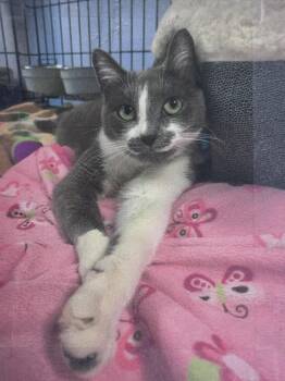 Billie Freeport -  Domestic Short Hair Cat for Adoption in Westbury, New York - Billie Freeport | PetCurious