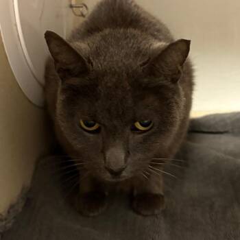 Venus -  Domestic Short Hair Cat for Adoption in Yuma, Arizona - Venus | PetCurious