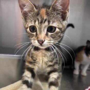 Domestic Short Hair Cats Available for Adoption in Lakeland, Florida - Pandora | PetCurious