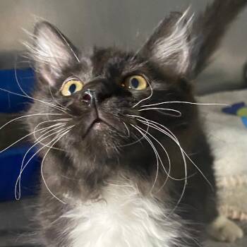 Owen -  Domestic Medium Hair Cat for Adoption in Spencer, Indiana - Owen | PetCurious