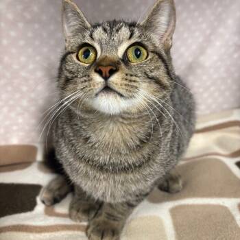 Rescue Domestic Short Hair Cats for Adoption in Puslinch, Ontario - Ruth | PetCurious