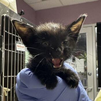 Poncho -  Domestic Short Hair Cat for Adoption in Salt Lake City, Utah - Poncho | PetCurious