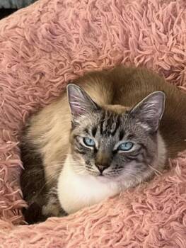 Rescue Siamese Cats for Adoption in Everett, Washington - Binx - Part Of Bonded Pair | PetCurious